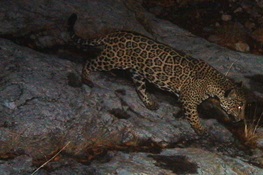 Now is the Time to Think about Reintroducing Jaguars into the U.S.